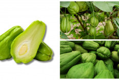 Yuk Cari Tahu, Apa Aja Sih Khasiat Labu Siam Untuk Kesehatan, Cek Fakta dan Penjelasannya!