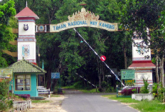 Fakta Menarik Taman Nasional Way Kambas, Surga Satwa di Lampung Ini Penjelasannya!!!