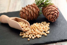 Apa Kacang Pinus Sehat? Ini 5 Manfaat Kesehatan Tersembunyi dari Kacang Pinus Yang Perlu Anda Explorasi