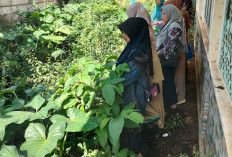 Ubah Lahan Pekarangan, Rasakan Dampak Positif KWT