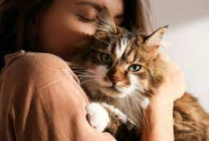 Apakah Memelihara Kucing Baik Untuk Kesehatan? Ini 5 Peran Kucing Dalam Menjaga Tubuh Anda Aktif dan Sehat!