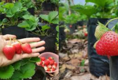 Wisata Kebun Strawberry Pagar Alam, Cocok Untuk Liburan Bersama Keluarga!