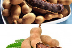 Bukan Sekadar Bumbu Masakan, Ini Dia Segudang Manfaat Asam Jawa Untuk Kesehatan Tubuhmu!