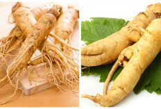 Bisa Atasi Flu! Ini Manfaat Ginseng bagi Kesehatan 