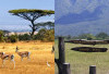 Menyingkap Misteri Taman Nasional Baluran, Pesona Afrika Kecil di Jawa yang Wajib Kalian Simak!