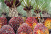 Palm Oil Prices Fluctuate Across Indonesia as Farmers Face Fresh Market Pressure in May 2026
