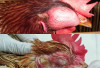 Menghadapi Snot pada Ayam, Langkah-Langkah Efektif untuk Pemulihan!