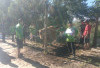 Qurban Muhammadiyah Pagaralam Meningkat, Tahun Ini Sembelih 12 Sapi dan 1 Kambing