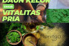 Pria Wajib Baca! Manfaat Daun Kelor Untuk Vitalitas Para Lelaki. Cek!