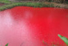 HEBOH! Air Ayek Tebat di Pagar Alam Mendadak Merah, Warga Panik dan Jagad Maya Gempar