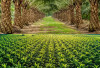 Can Indonesia Stop Commodity Revenue Leakages With a State Export Agency?