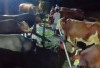 Borong Sapi dari Peternak Boyolali