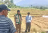 Krisis Air Mengintai Lereng Dempo, Petani Pagaralam Terancam Gagal Panen