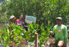 Tanam 3.750 Mangrove di Pulau Rambut