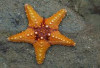 Bintang Laut yang Aneh, Telaah tentang Variasi Tubuh yang Tak Biasa