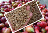 Harga Kopi Pagar Alam Merangkak Naik, Petani Kembali Jual Stok Simpanan