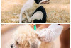 6 Cara Efektif Mengatasi dan Mencegah Kutu pada Anjing, Bikin Anabul Tetap Sehat dan Nyaman!